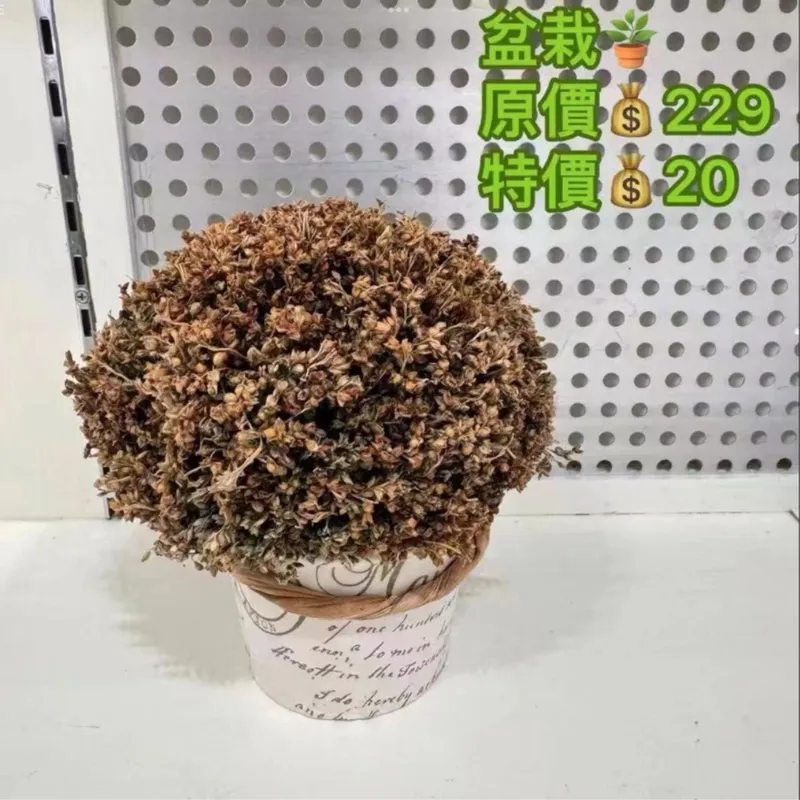 盆栽